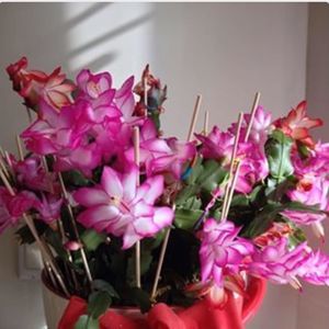 Meet your Posher, Diane